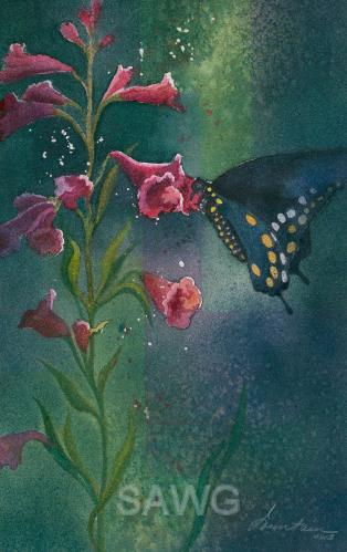 Parry's Penstemon & Black Swallowtail by Ellen Fountain