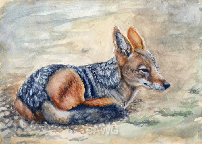 Simbavaati Jackal by Thaddeus Camp