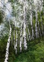 Summer Birches by Susan Anderson