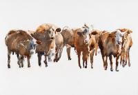 Family Tradition by Ray Goodrow