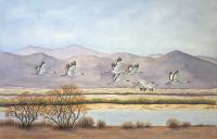Cranes at Whitewater Draw by Beverly Holaday