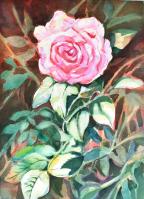 Rose in Nature by Victoria Wills