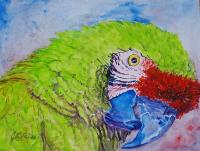 Military Macaw by Judy Constantine