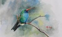 Broad-billed Hummingbird by Tad Lamb