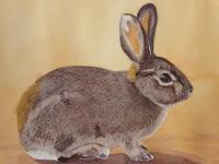 Desert Cottontail by Carolyn Streed