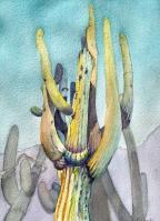 Saguaro Tangle by Janine Einspahr