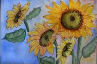 Sunflowers by Beverly Taylor